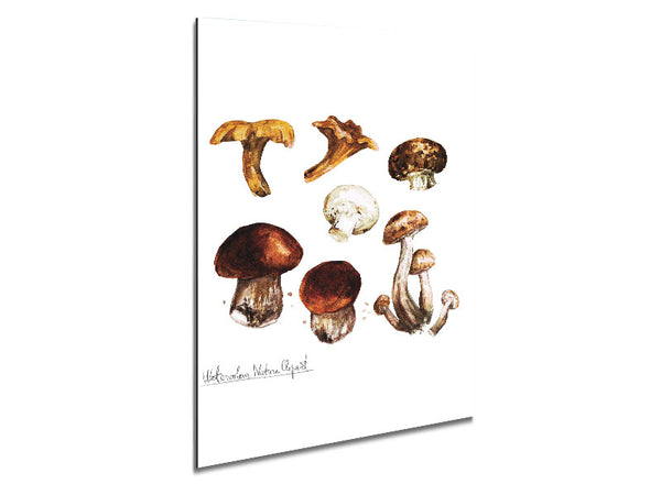 Different Types Of Mushrooms Metal Print