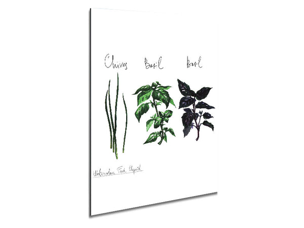 Herb Selection 4 Metal Print
