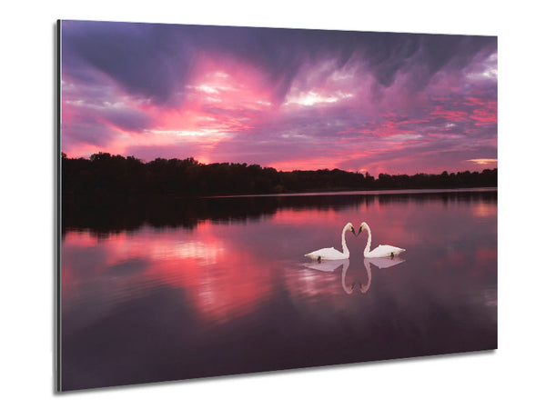 Perfect Swan Waters Metal Print