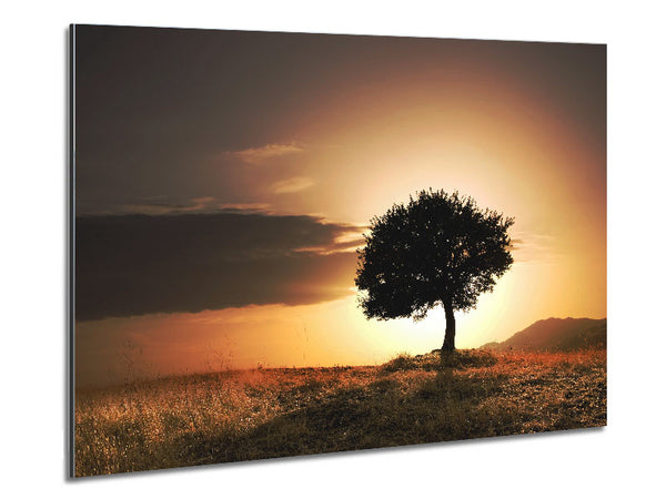 Sunset Behind The Tree Metal Print