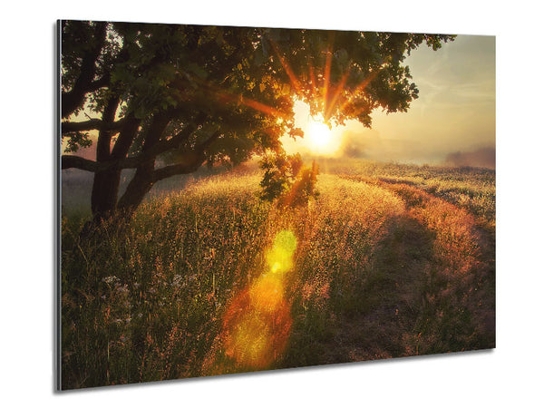 Sun Burst Tree Metal Print