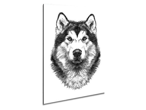 Husky Wolf Metal Print