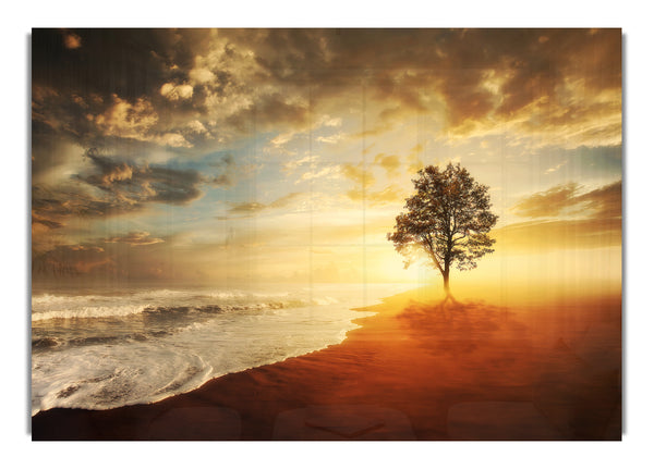 Reflections Of A Beach Tree