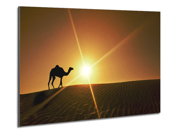 Desert Camel Metal Print