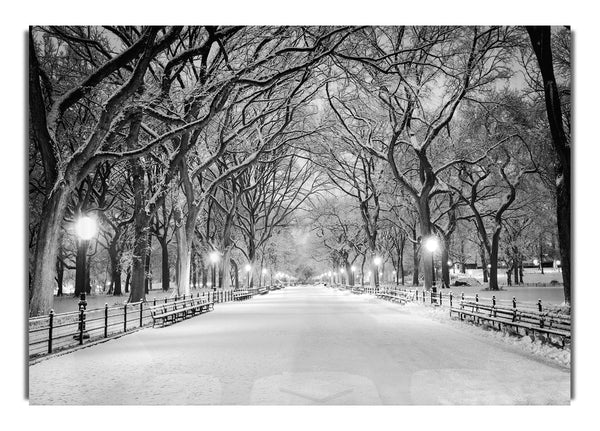 Winter Stroll Through Central Park