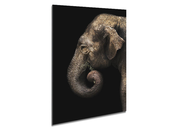 Elephant Feed Metal Print