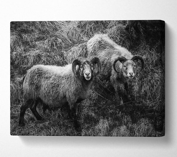  A Canvas Print of Ram Duo Canvas Wall Art