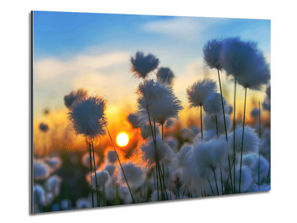 Cottonbuds In The Sunset Metal Print