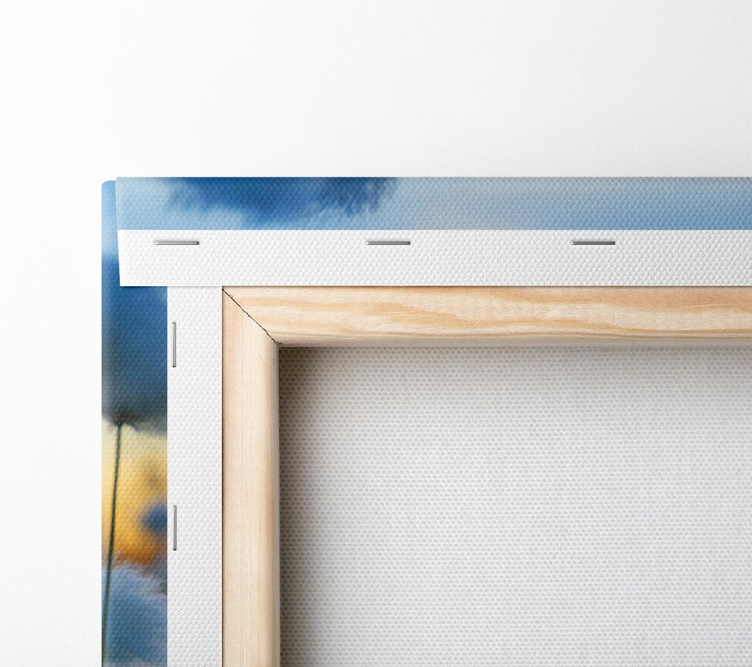  A Canvas Print of Cottonbuds In The Sunset Canvas Print