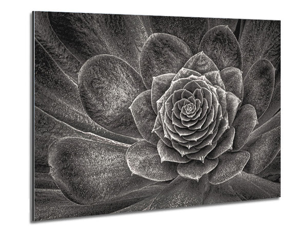 Cabbage Leaves Metal Print