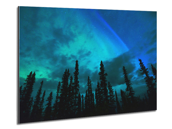 Lapland Forest Trees Metal Print