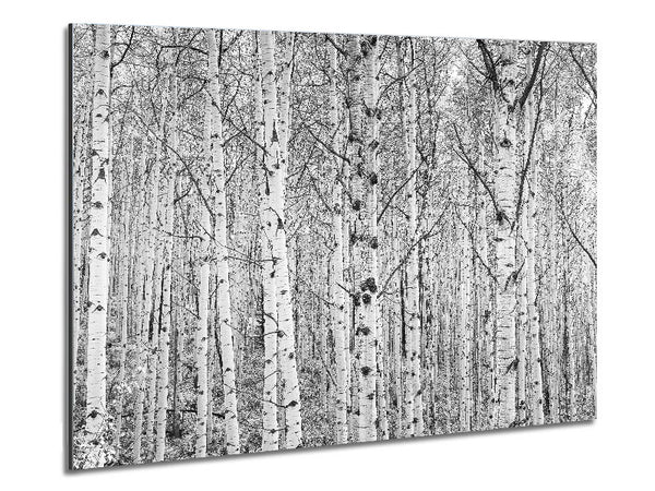 Just Silver Birch Metal Print