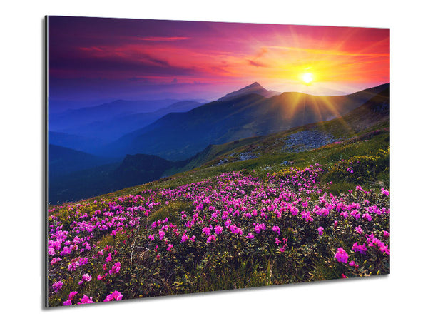 Sunrays Over The Pink Flower Mountain Metal Print