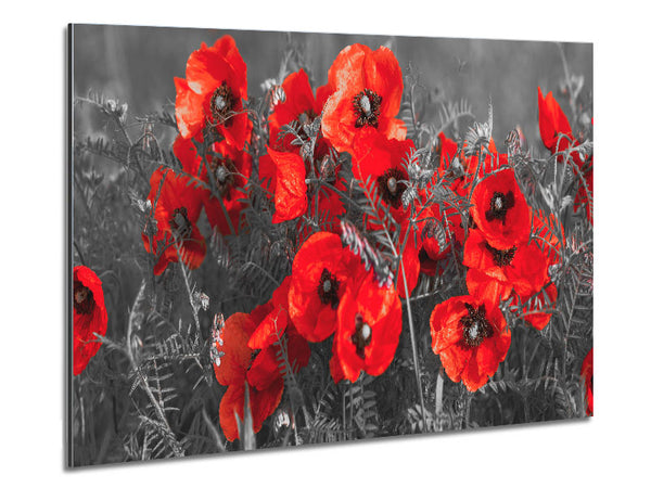 Red poppy closeup Metal Print