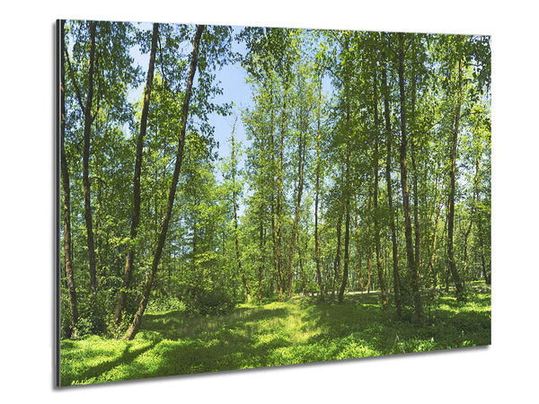 Greenland forest Metal Print