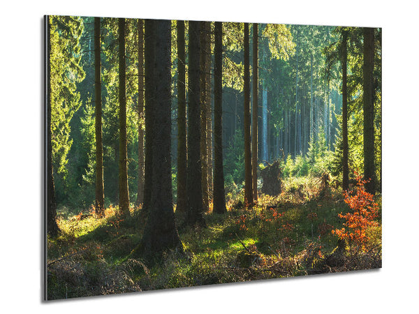 Magical forest sunset Metal Print