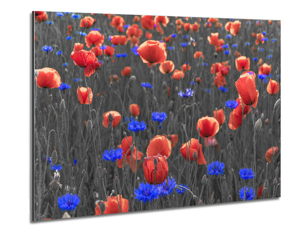 Red poppies blue field Metal Print