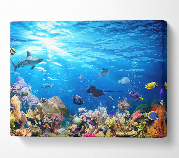  A Canvas Print of Creatures in the reef Canvas Print