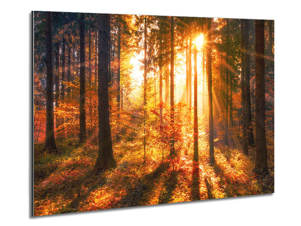 Autumn Sunray Through the forest Metal Print
