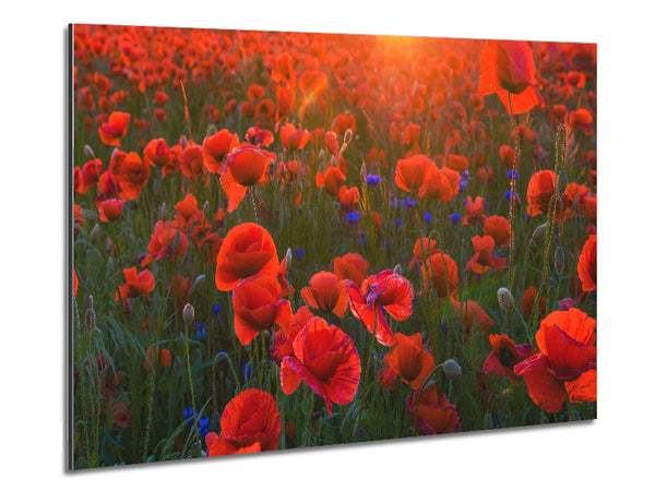 Red Poppies sun ray Metal Print
