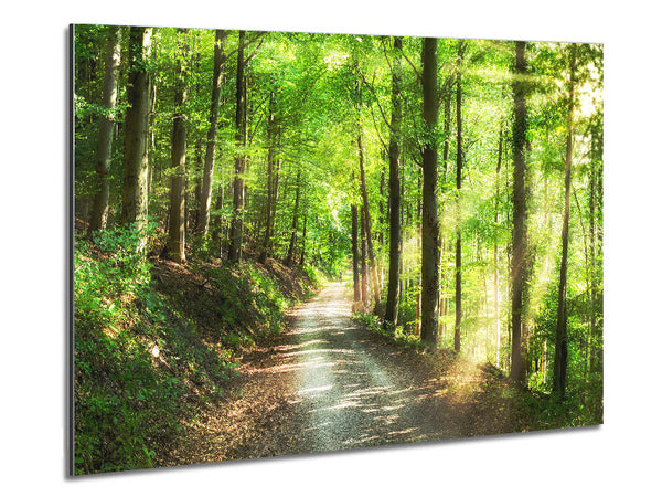 Green Forest Walkway trail Metal Print