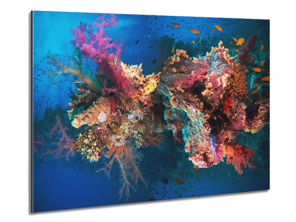 Coral reef habitat Metal Print