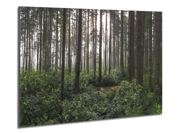 Tall trees in the old woodland Metal Print