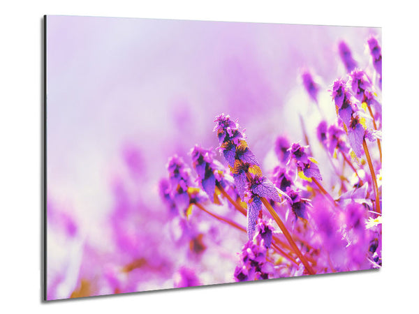 Lilac flowers in the mist Metal Print