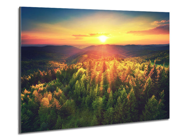 Sunrays over a green woodland Metal Print