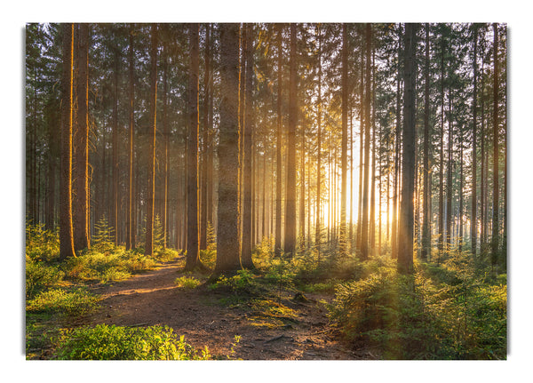 Sonnenuntergang durch die britischen Bäume