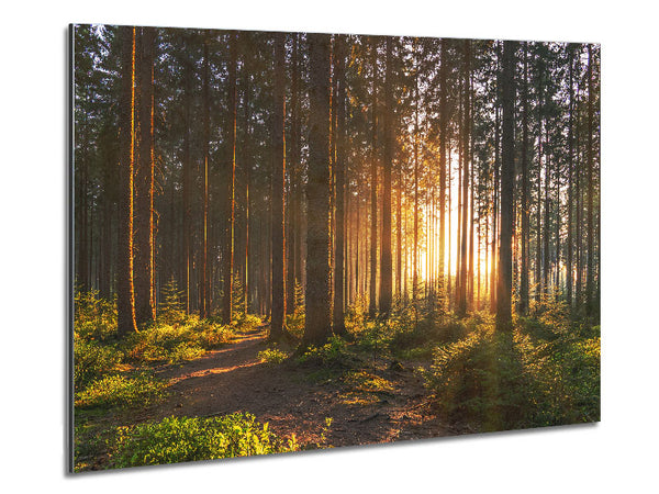 Sunset through the british trees Metal Print