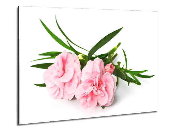 Pink flowers laid out Metal Print