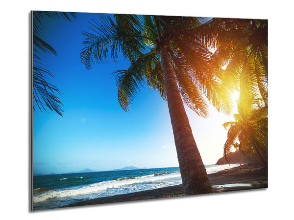 Palm tree close up on beach Metal Print