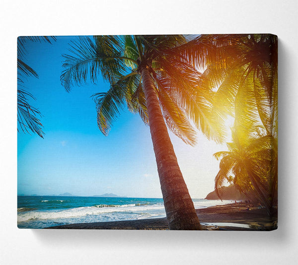  A Canvas Print of Palm tree close up on beach Canvas Wall Art