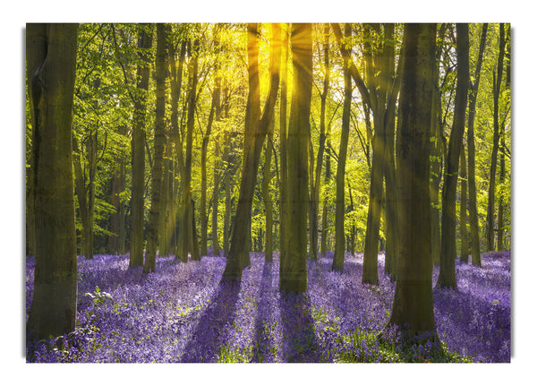 Purple flower greenland