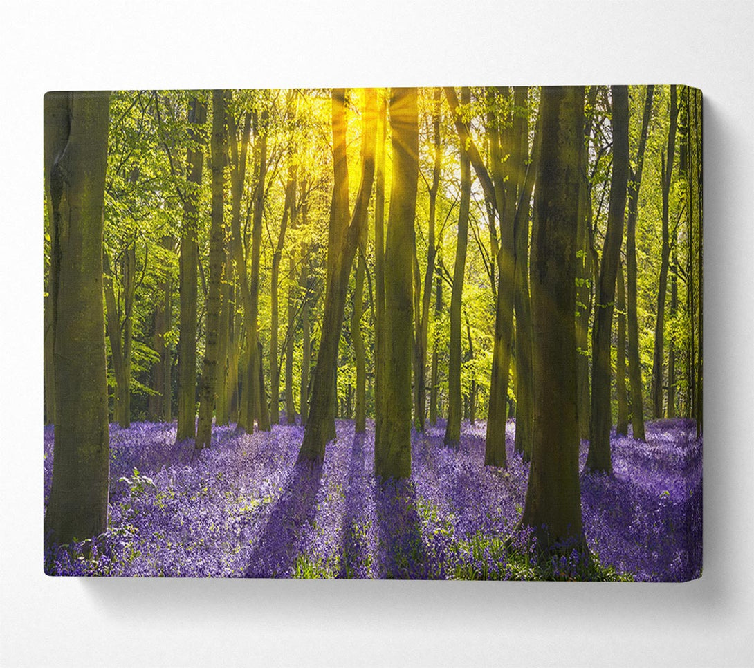  A Canvas Print of Purple flower greenland Canvas Art