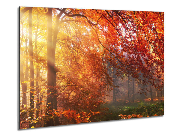 Autumn forest sunrays Metal Print