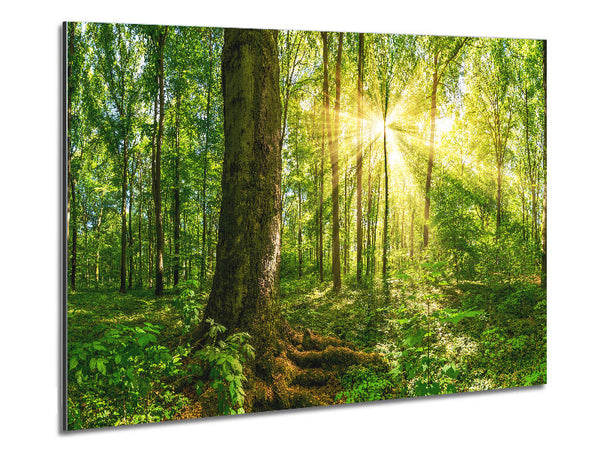 Bright light flare in the forest Metal Print