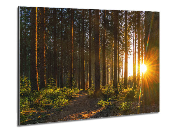 Sunrays forest spectrum Metal Print