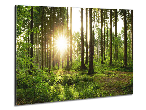 Sunshine in the green woodlands Metal Print
