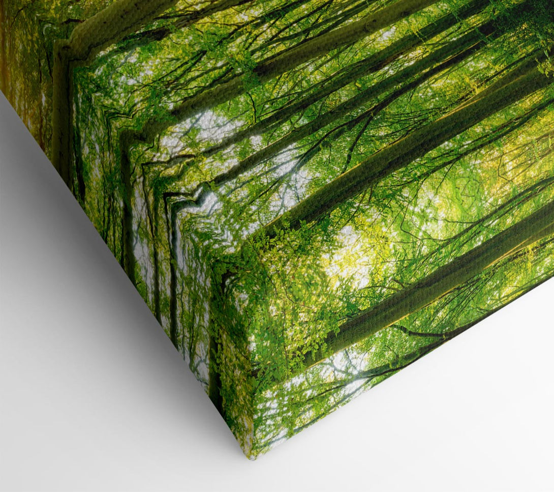  A Canvas Print of Green forest beauty Canvas Print
