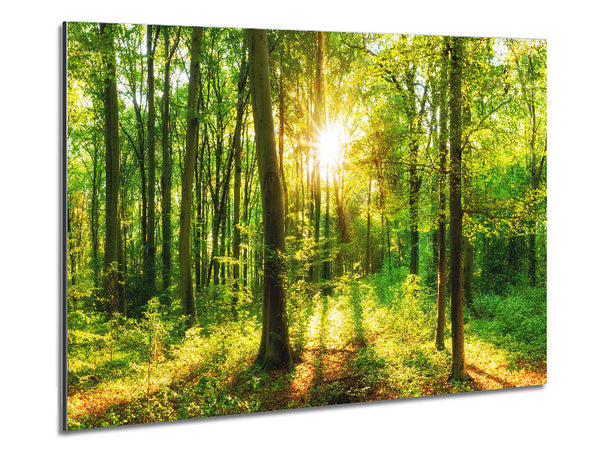 Green forest beauty Metal Print