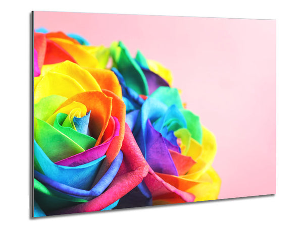Rainbow closeup rose Metal Print