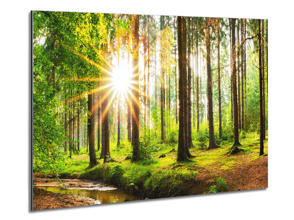 Sun appearing through the trees in britain Metal Print
