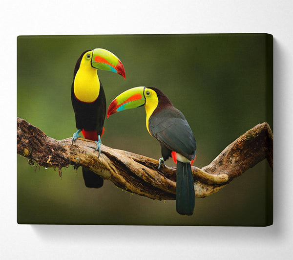  A Canvas Print of Two Toucans on branch Canvas Print