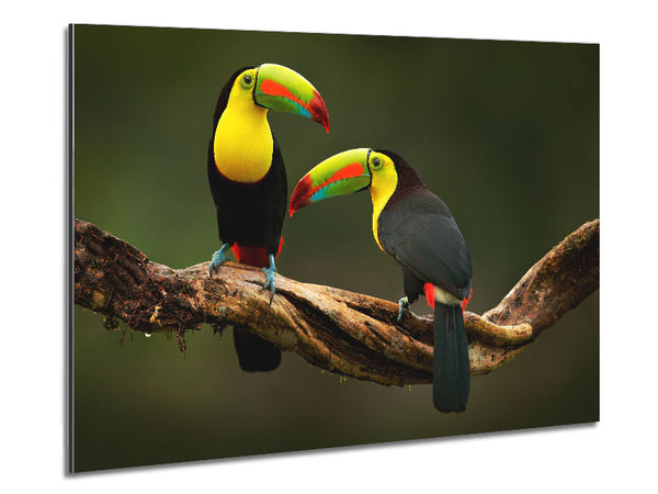 Two Toucans on branch Metal Print