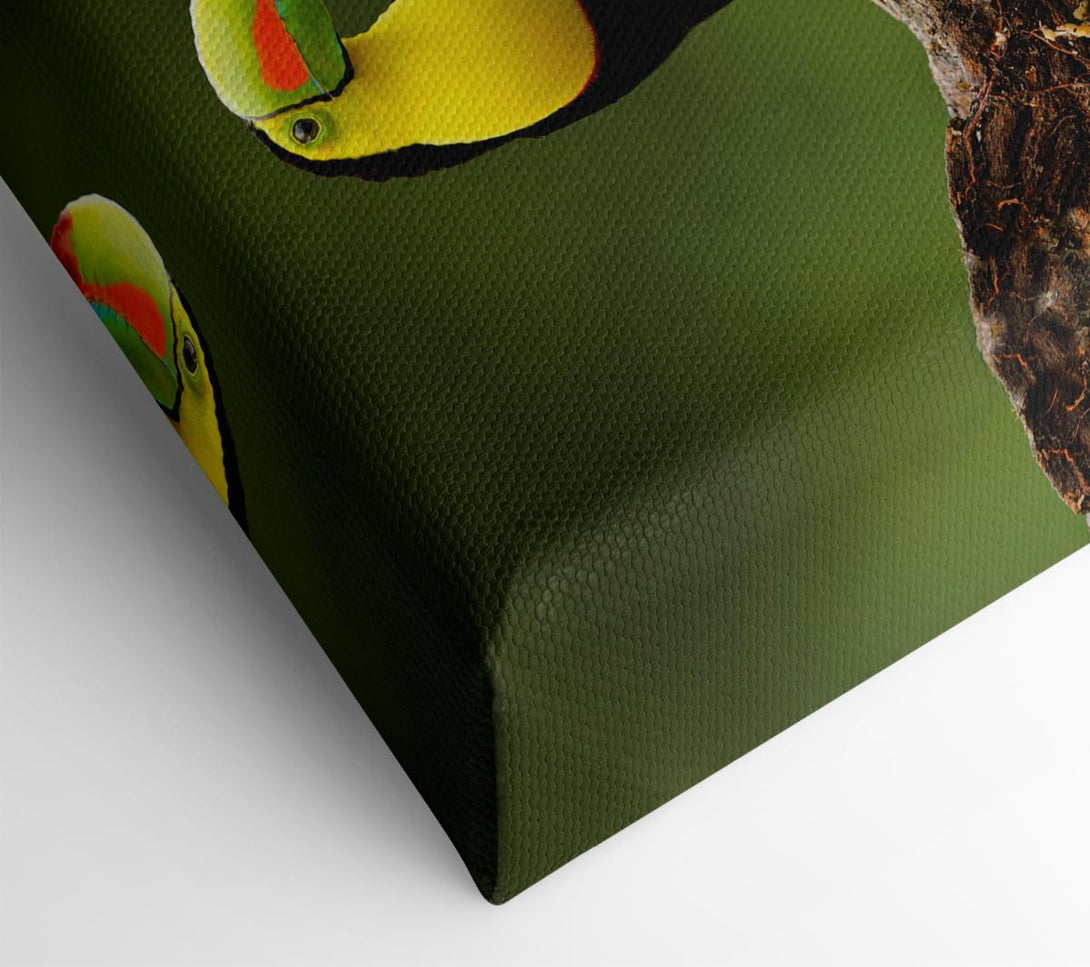  A Canvas Print of Two Toucans on branch Canvas Print