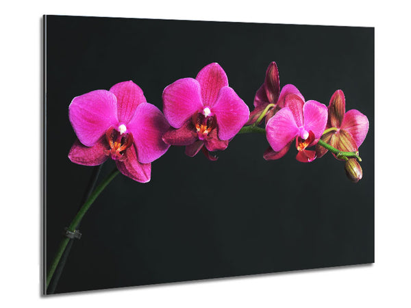 Pink Orchids Curve Metal Print