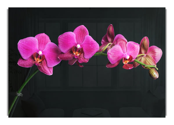 Pink Orchids Curve