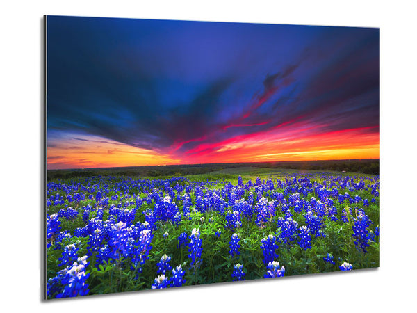 Vibrant skies above blue flowers Metal Print